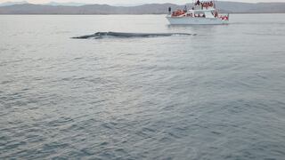 Piden crear áreas protegidas para preservar el corredor azul del Pacífico y salvar ballenas