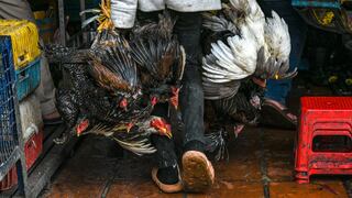 Chile: Confirman primer caso de gripe aviar en un hombre de 53 años
