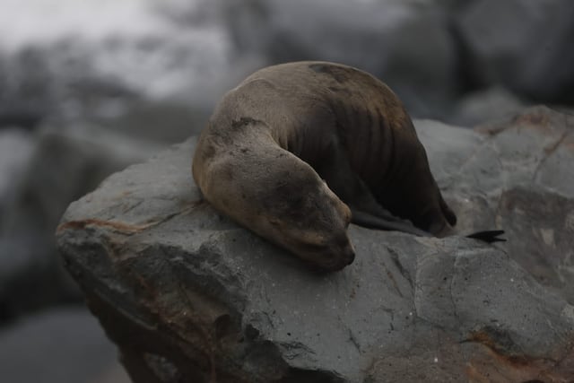 Defensa civil cierra la Costa Verde en el tramo del Callao. Foto: Cesar Campos/GEC