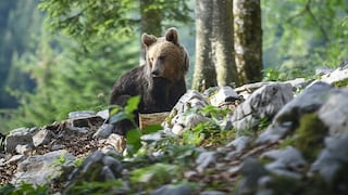 ​Convivir en paz con los osos es encomiable política de Estado