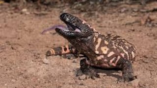 Mascota muerde a su dueño y le causa la muerte, se trata de un lagarto conocido como “monstruo de Gila”