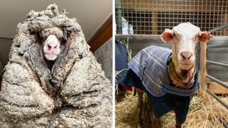 Rescatan a ‘Baarack’, una oveja que tenía más de 35 kilos de lana encima y que le pudo causar la muerte