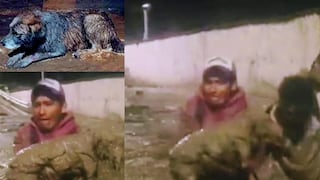 Tacna: perrito fue rescatado por bomberos entre los escombros por huaico | VIDEO Y FOTOS