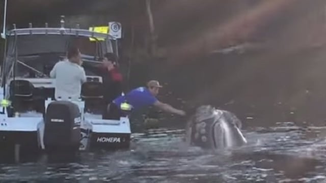 YouTube: Una ballena se 'atraganta' con bolsa de plástico y 'ruega' por ayuda