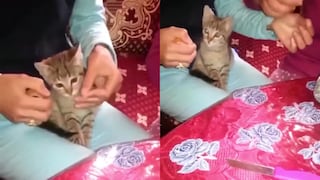 Gatito corta cinta adhesiva para ayudar a sus dueñas a envolver un regalo