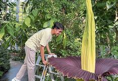 Celebran que gigantesca flor apestosa aparece en planta tras varios años