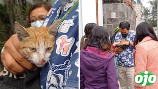 Periodistas rescatan a gato bebé envenenado afuera de casa de Keiko Fujimori | FOTOS