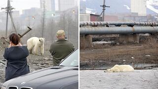 Captan a oso polar agotado luego de caminar 500 kilómetros en busca de comida | VÍDEO