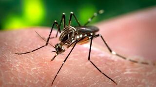 El zika también puede provocar mielitis, grave trastorno de los miembros 
