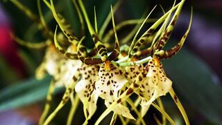Sujetos se llevan raras orquídeas y científicos temen que esas especies se extingan