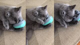 “El michi es tan adorable”: gatito impresiona en TikTok al masajearse con un aparato eléctrico