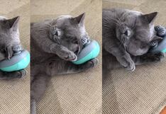 “El michi es tan adorable”: gatito impresiona en TikTok al masajearse con un aparato eléctrico