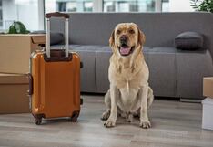 Feriado por Fiestas Patrias: 5 actividades para realizar con tu mascota al aire libre