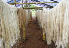 UNI fabricará sacos textiles biodegradables de fibra de plátano para mejorar el almacenamiento del café