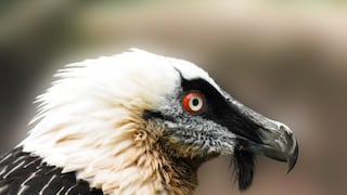 Ola de calor provoca “tsunami de aves” rapaces como águilas, buitres, halcones y quebrantahuesos
