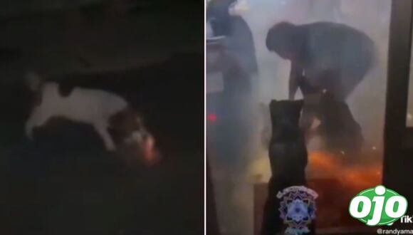 Perrito con fuegos artificiales