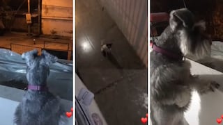 Perrito callejero se emociona al ver a su ‘amada’ desde un balcón en plena cuarentena 