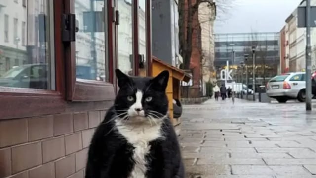 ¿Por qué un gato gordo se ha convertido en la principal atracción turística de una ciudad? | VIDEO 