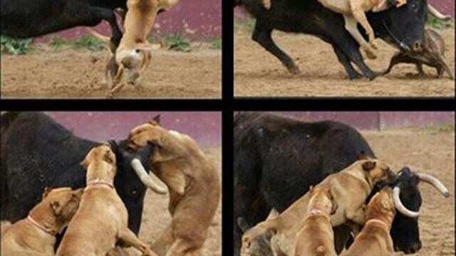 Increíble: Torero publica fotos de perros atacando a toro 