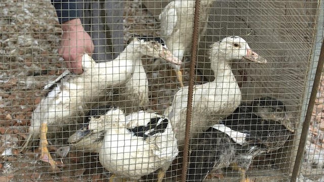 Transmisión de la gripe aviar a los humanos causa preocupación en la Organización Mundial de la Salud (OMS)
