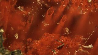 Tierra: vida surgió en fuentes hidrotermales del fondo de los océanos