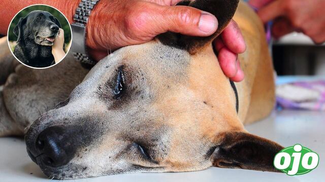 Cientificos revelan qué sienten los perros antes de morir