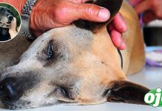 Cientificos revelan qué sienten los perros antes de morir