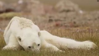 La desgarradora imagen del oso polar que conmueve al mundo (FOTO)