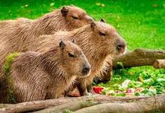 Ronsocos peruanos se irán a “trabajar” en conocido café del centro de Moscú