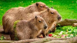 Ronsocos peruanos se irán a “trabajar” en conocido café del centro de Moscú