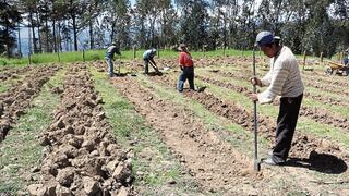 Proponen empleo de compost como alternativa ante la crisis de fertilizantes