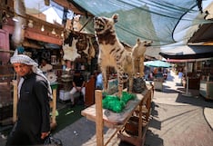 Con feroces hienas reciben a clientes en mercado donde disecan a mascotas
