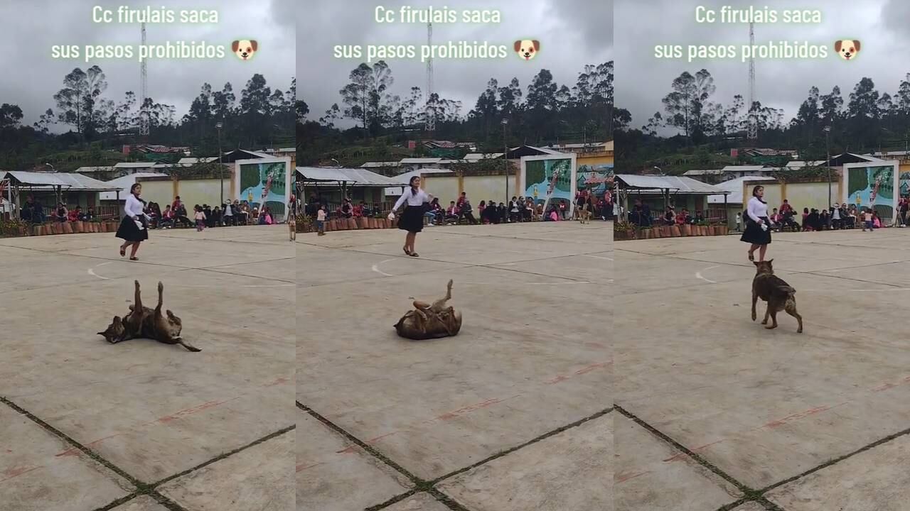 El perrito se robó el show en actuación escolar. (Foto: composición EC)