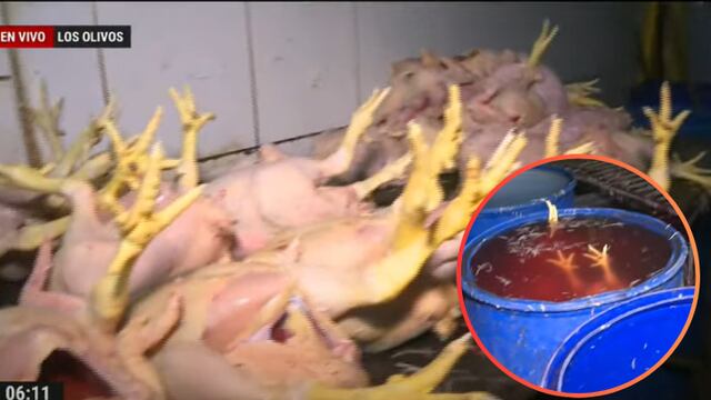 Los Olivos: intervienen local clandestino donde se pelaban e inflaban pollos en condiciones insalubres