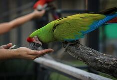 Medio ambiente: ¿Cómo podemos proteger la biodiversidad de aves en el Perú?