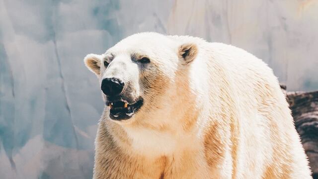 Oso polar es condenado a muerte tras ser catalogado como “problemático” por autoridades de Groenlandia