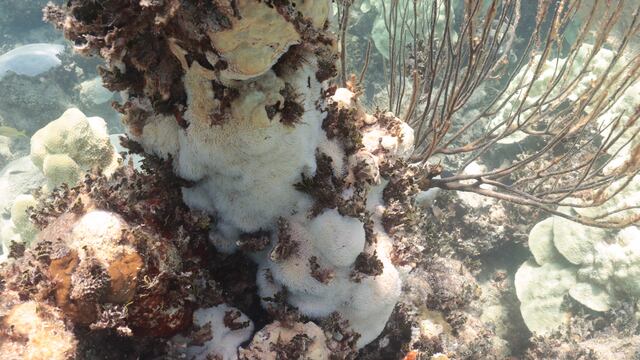 ¡Cuidemos el planeta!: El calentamiento global sigue ocasionando el blanqueamiento de los corales