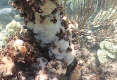 ¡Cuidemos el planeta!: El calentamiento global sigue ocasionando el blanqueamiento de los corales