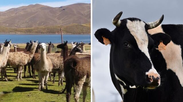 ¿Por qué la leche de llama es más nutritiva que la de vaca, según investigación del Ministerio de Agricultura?