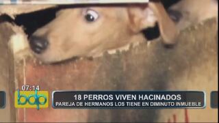 18 perros viven hacinados en inmueble de Barranco [VIDEO]