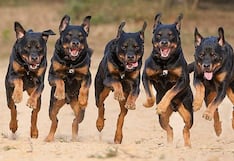 No entra a su casa por la puerta, sino por el patio porque olvidó la llave, y sus perros lo matan