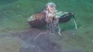 Pulpo “camina” sobre dos de sus tentáculos cargando un coco por el fondo oceánico