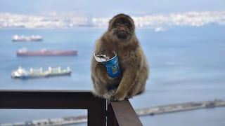 Monitos comen tierra para limpiar sus estómagos