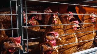 Conoce la importancia de acabar con el maltrato y crueldad en la industria peruana del huevo