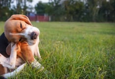 Cinco recomendaciones para proteger a tu perro de pulgas y garrapatas este verano