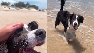 Perro con ceguera pasea por la playa por primera vez en su vida y su felicidad es más que evidente