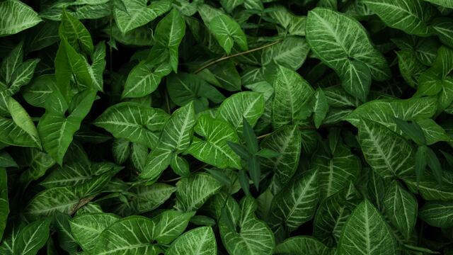 Remedios caseros para limpiar las hojas de las plantas de interior