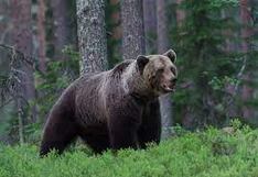 Sacrifican a un oso luego de que atacara a una pareja y su perro, a quienes causó la muerte