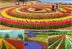 Millones de tulipanes atraen a turistas que llegan para admirar tanta belleza