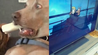 Perro tiene la expresión de terror más adorable de Internet al ver una película de Scooby Doo
